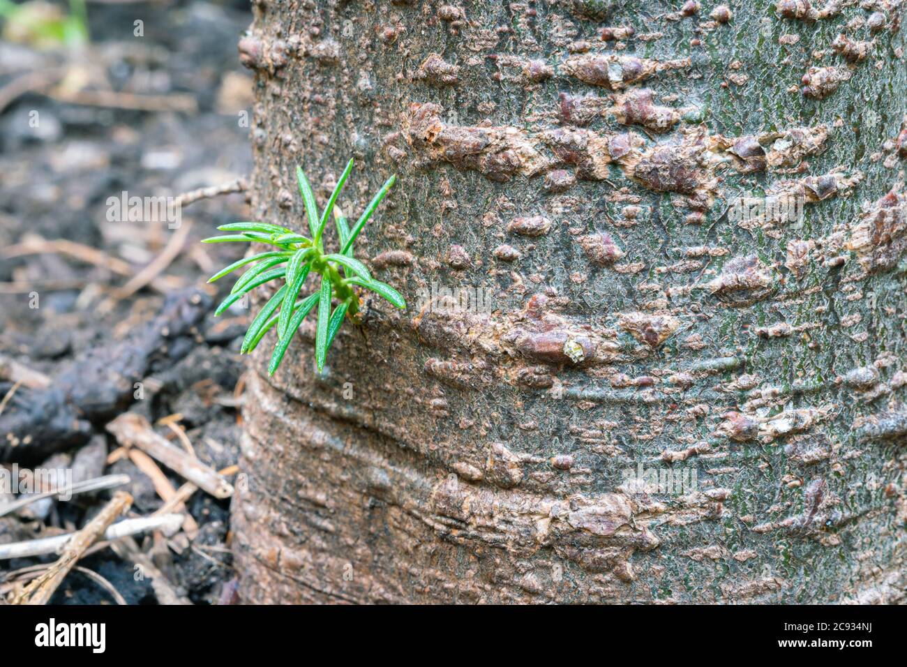 Small new shoot on the bark of a fir tree Stock Photo