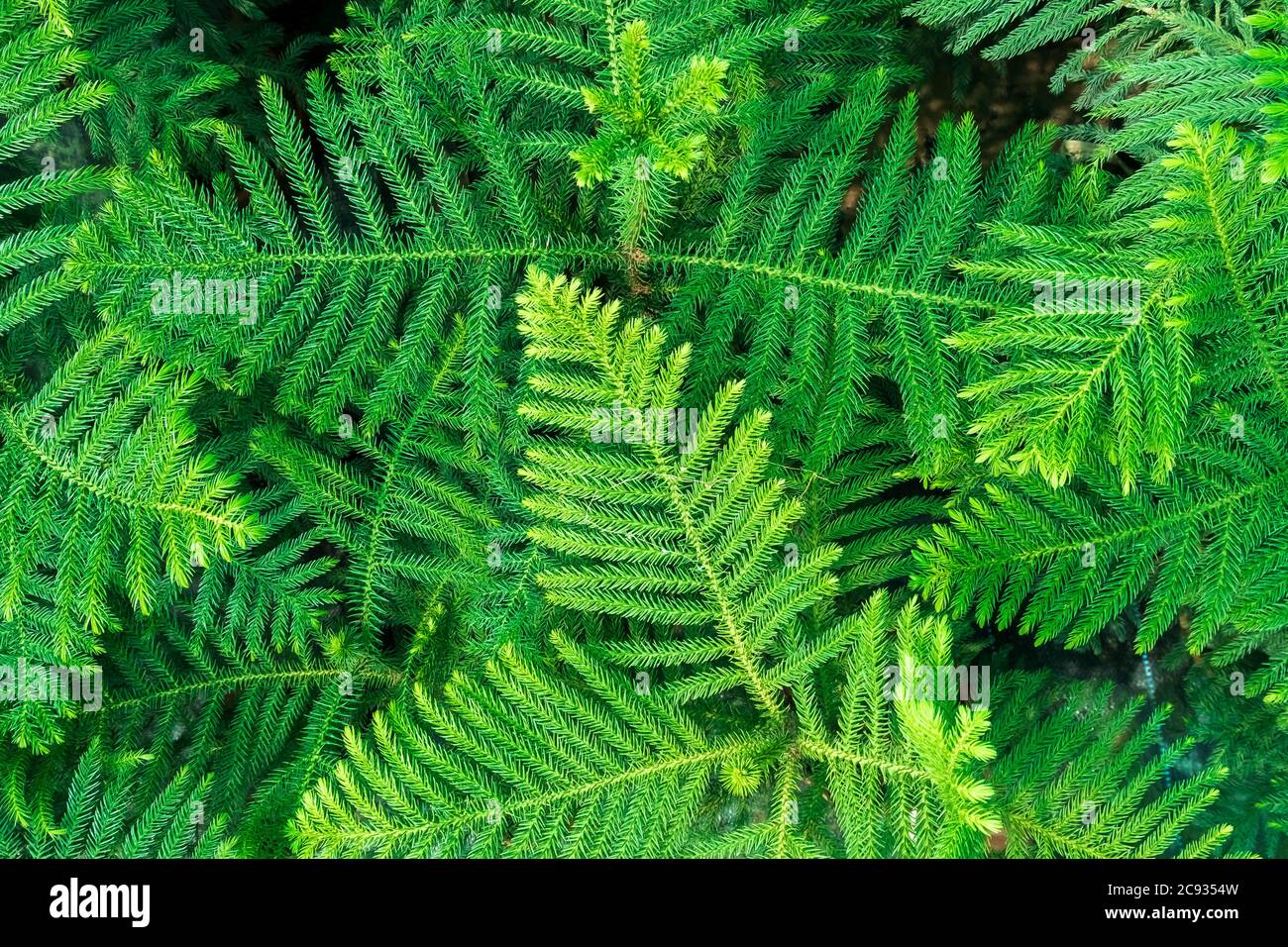 Background Pattern of Araucaria Luxurians plant leaves. Endangered plants. Stock Photo