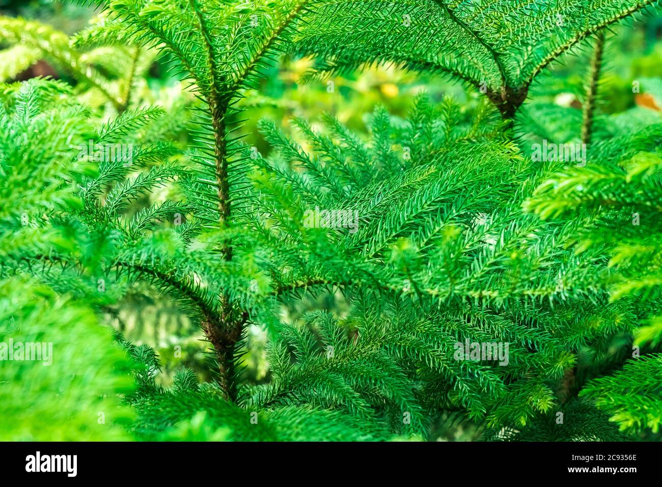 Background Pattern of Araucaria Luxurians plant leaves. Endangered plants. Stock Photo