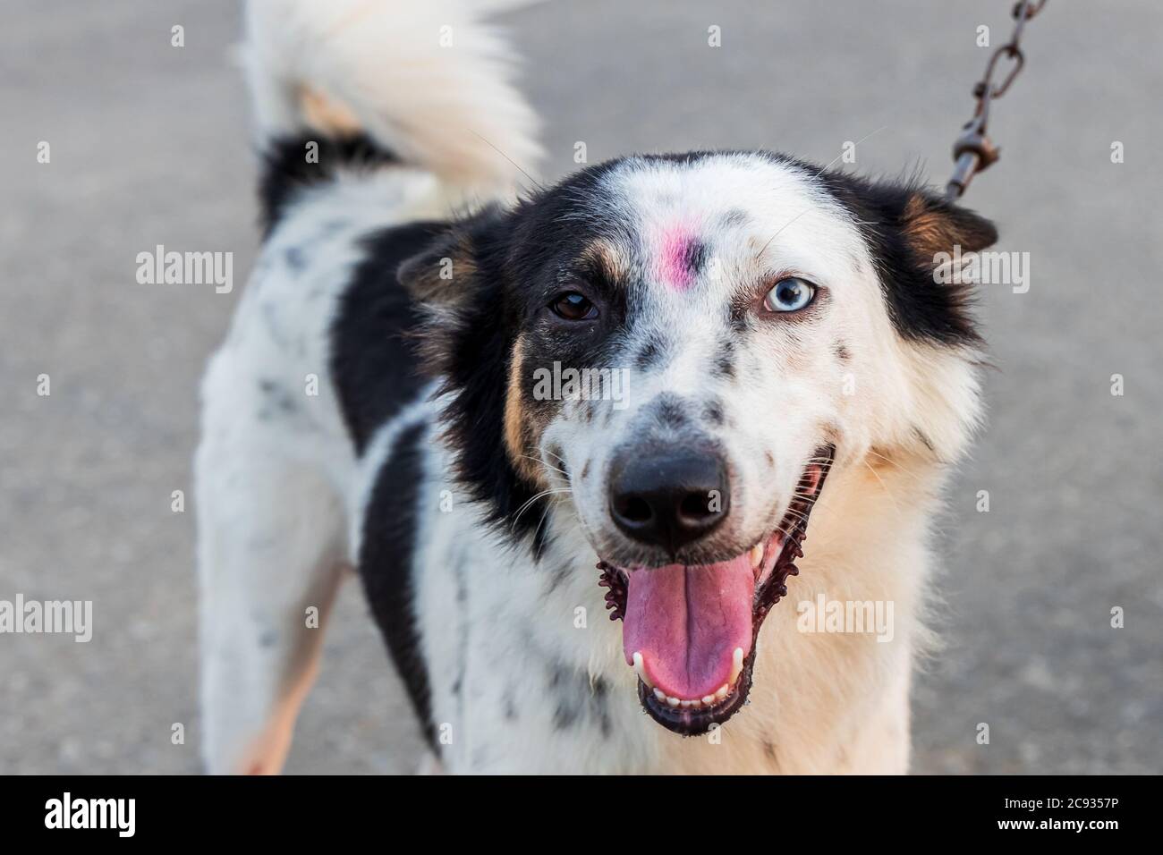 Cross between Border Collie and Siberian Husky, the dog has a rare and uncommon condition in which the eyes have different colors. Stock Photo