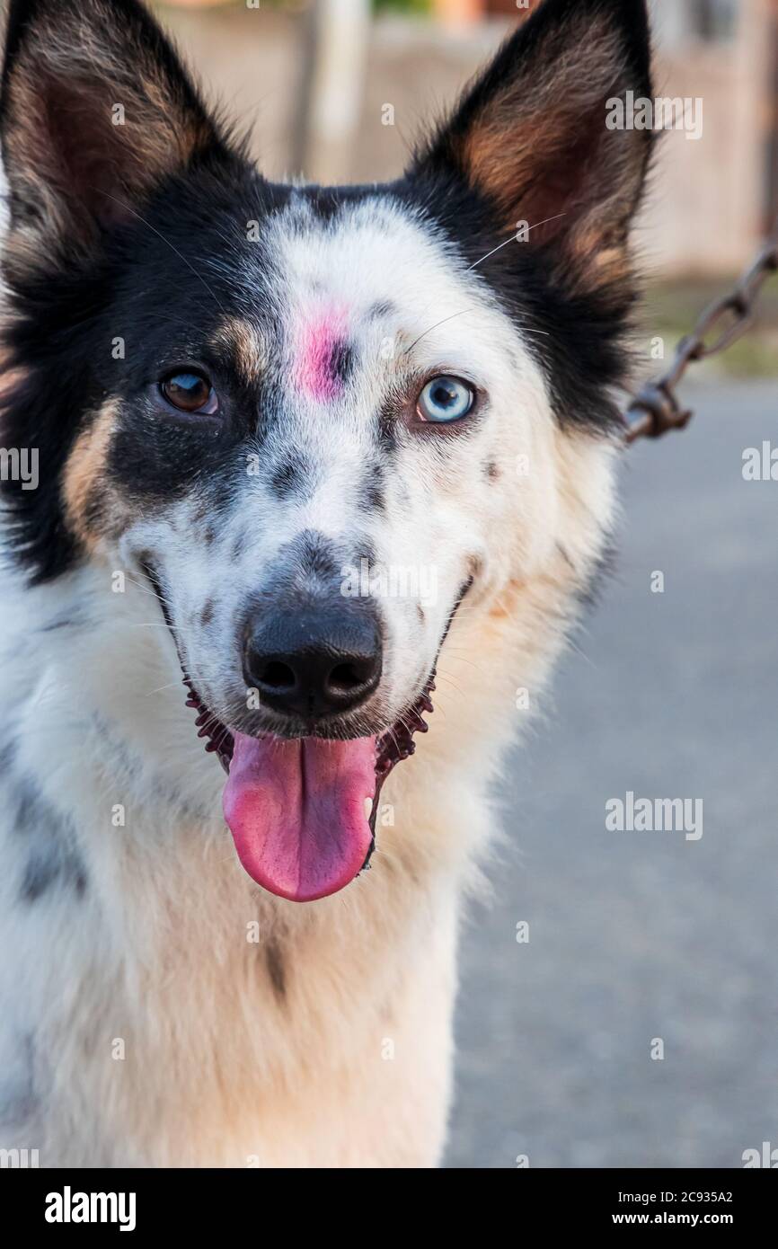 Cross between Border Collie and Siberian Husky, the dog has a rare and uncommon condition in which the eyes have different colors. Stock Photo