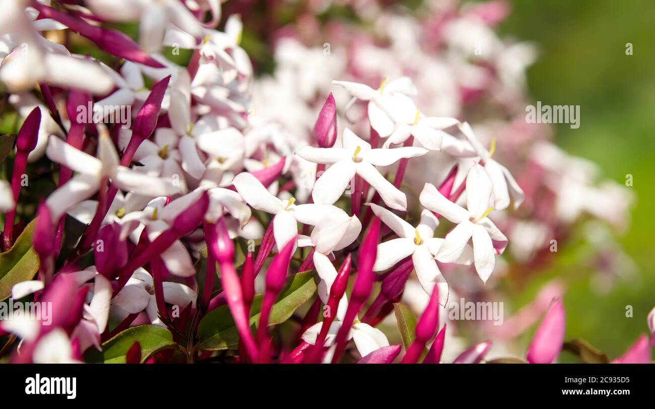 Close-up image of Jasmin blooming in Grasse, France Stock Photo