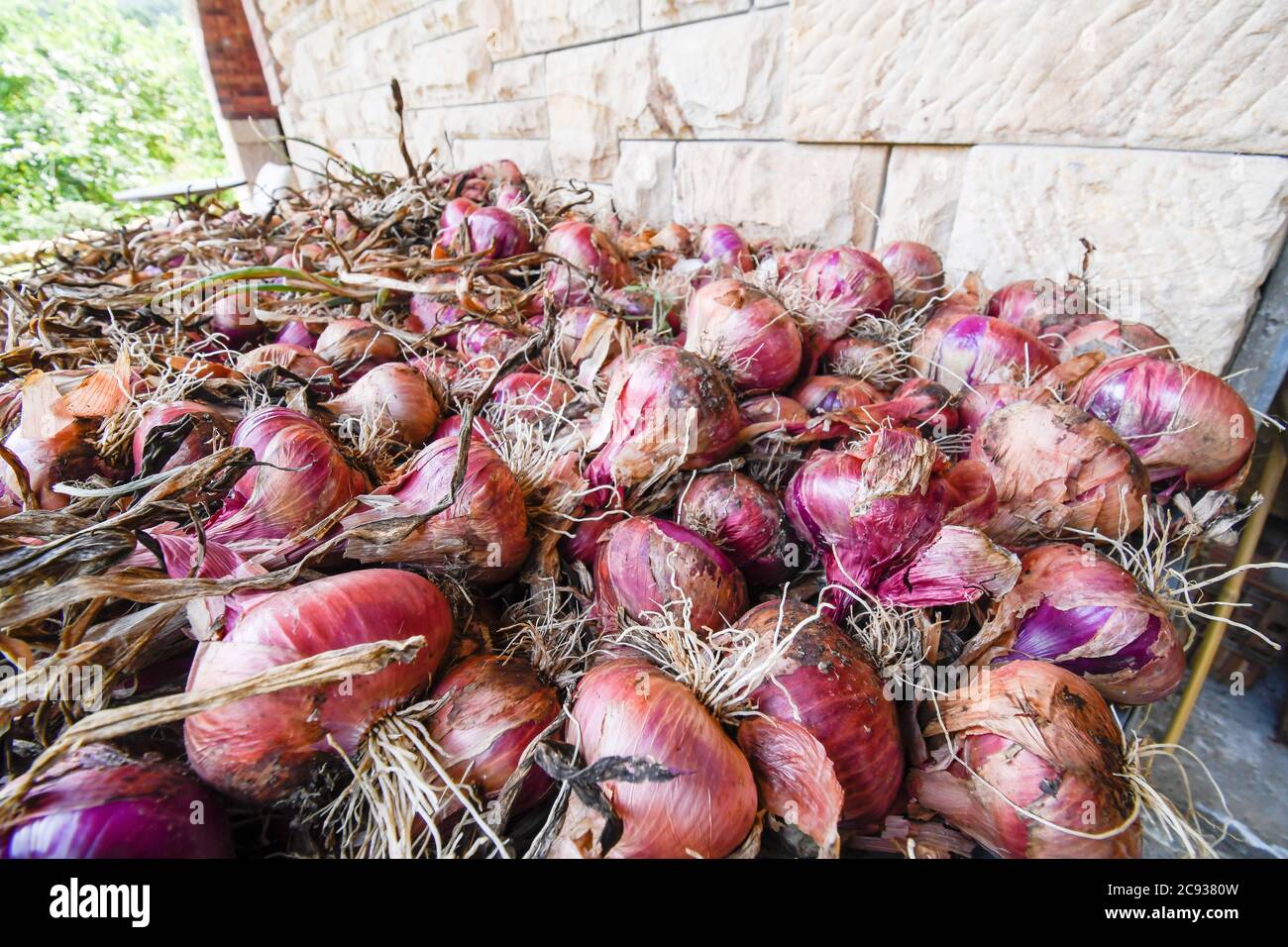 Red onion harvest Stock Photo Alamy