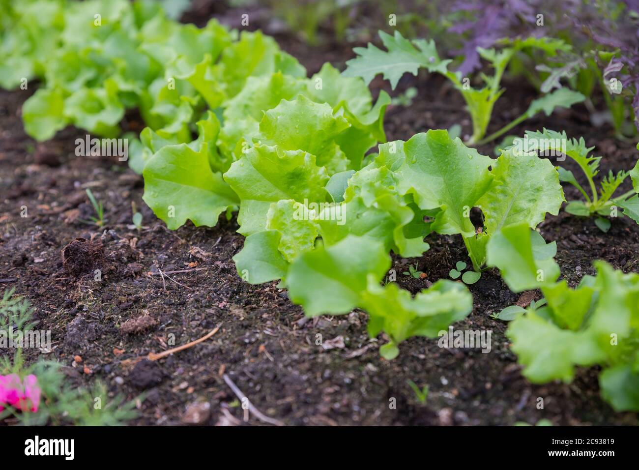 Lettuce harvest. fields of summer lettuce plants, including mixed green