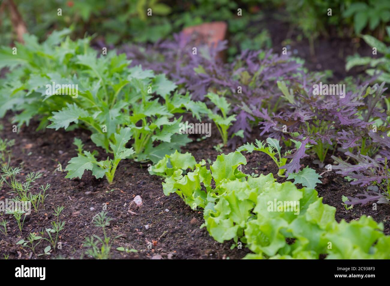 Lettuce harvest. fields of summer lettuce plants, including mixed green