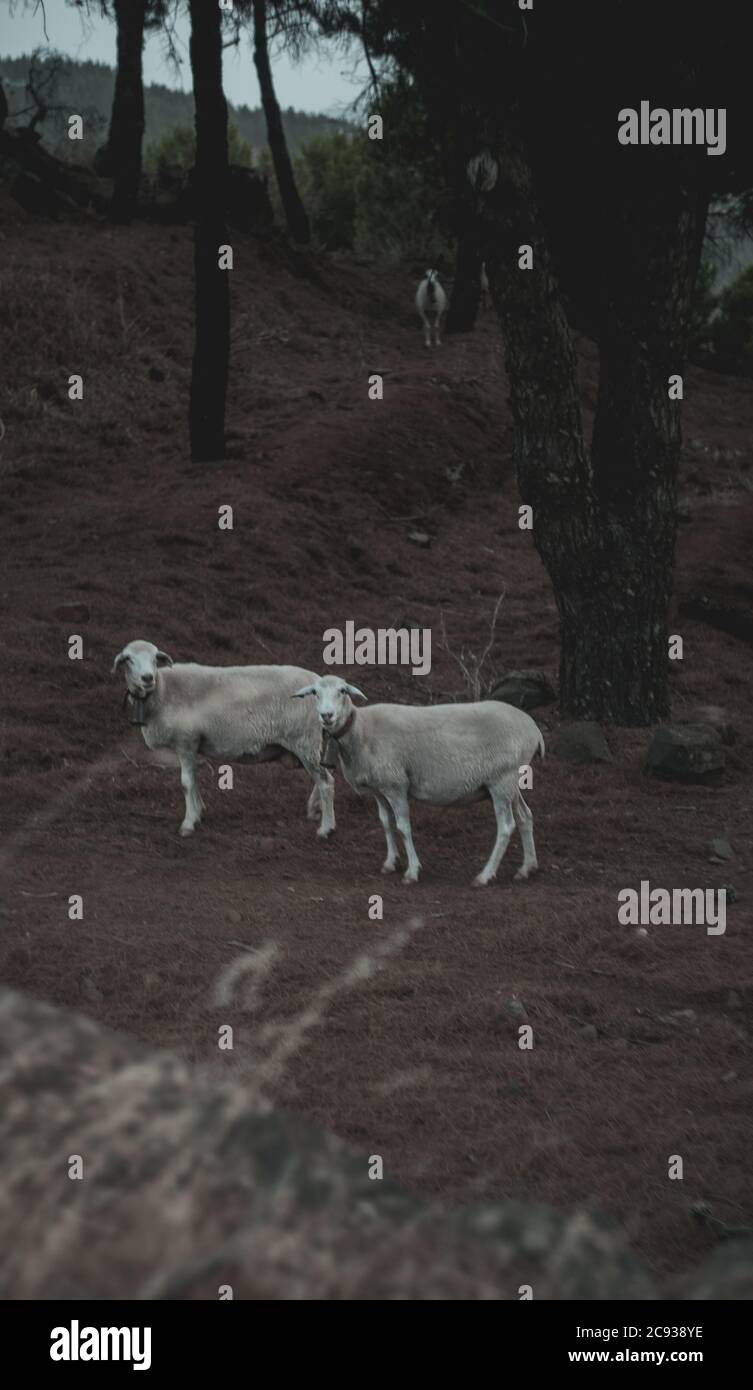 Vertical shot of two white sheep grazing in a pasture Stock Photo - Alamy