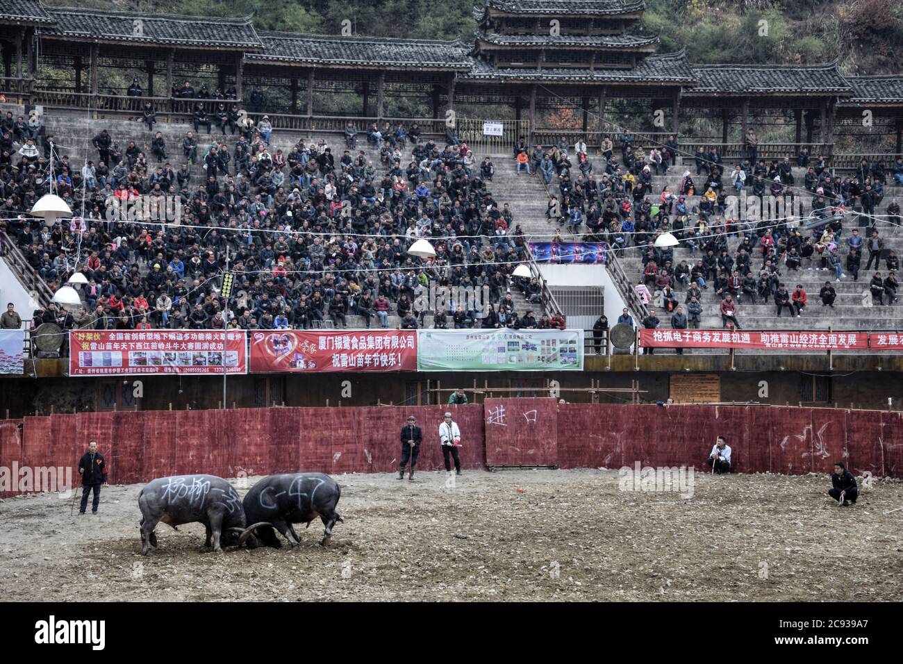 Leishan Guizhou Province China Circa December 17 Well Known Annual Water Buffalo Fight In Leishan Stock Photo Alamy