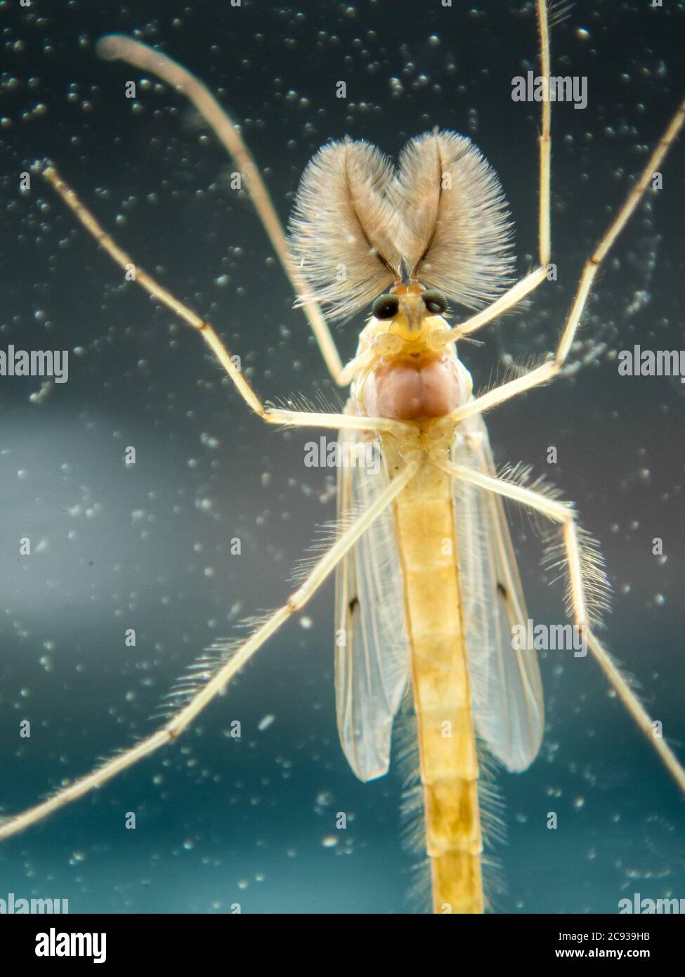macro photo of colorful flying insect resting on a window Stock Photo