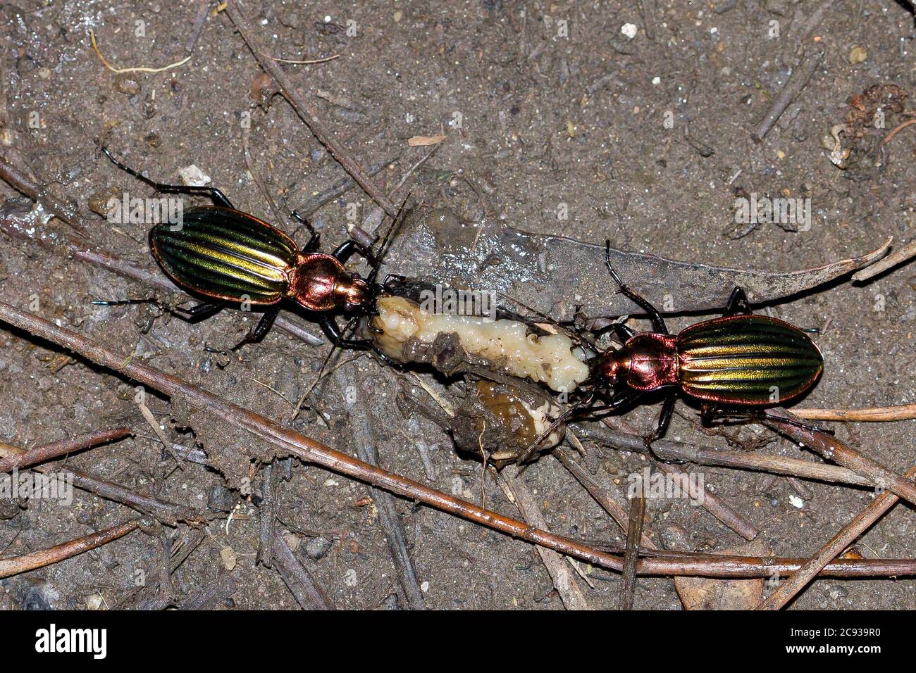 High angle shot of the shiny and colourful Carabus auronitens beetles eating Stock Photo