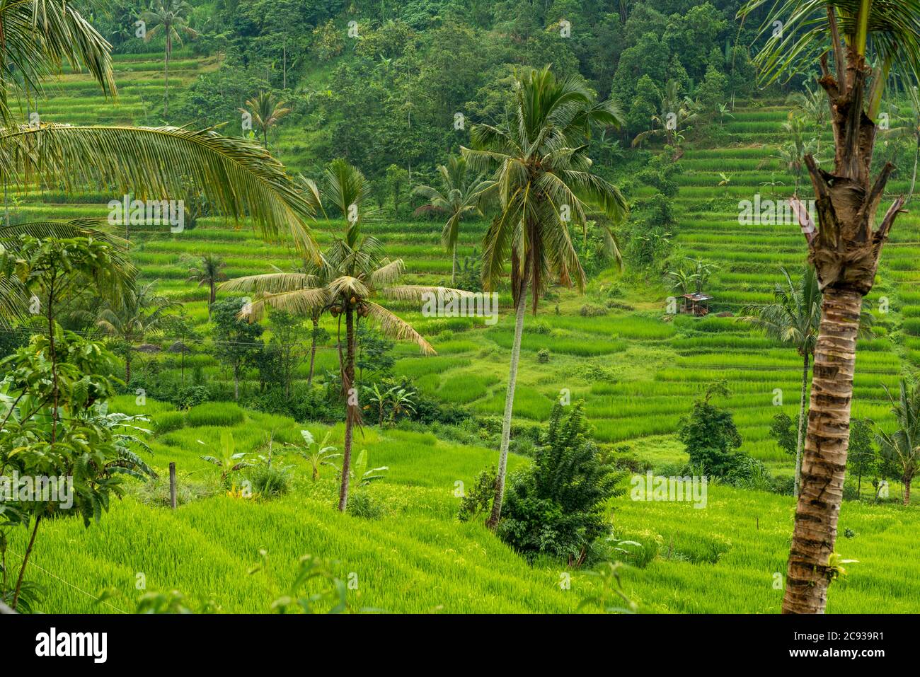 Rice Paddies In Bali: Beautiful Rice Terraces In Bali – ROGHB