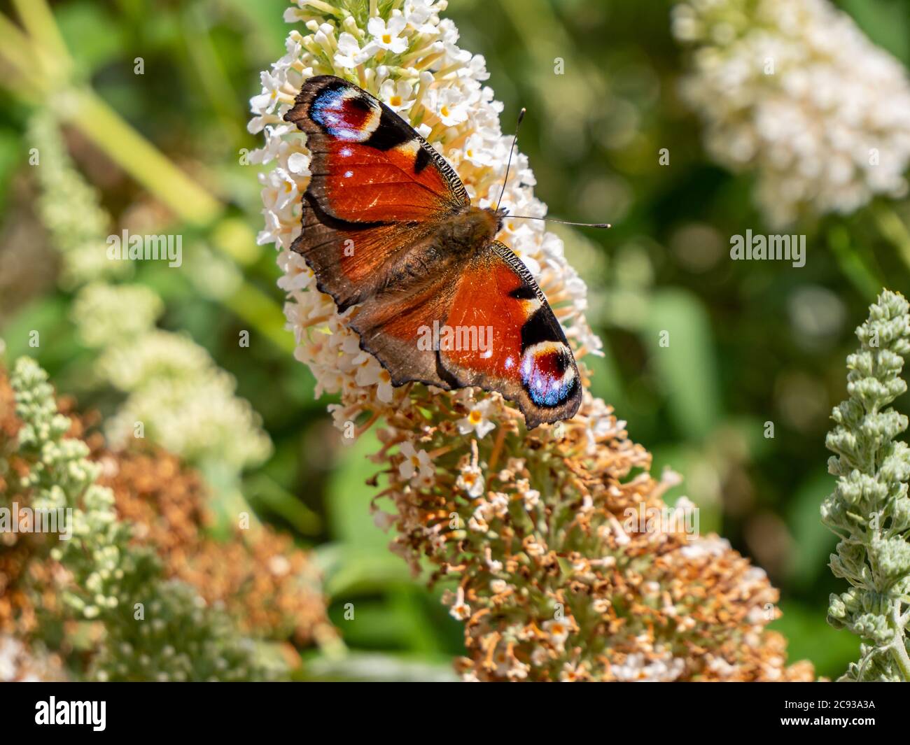 peacock butterfly on a Buddleja davidii Stock Photo - Alamy