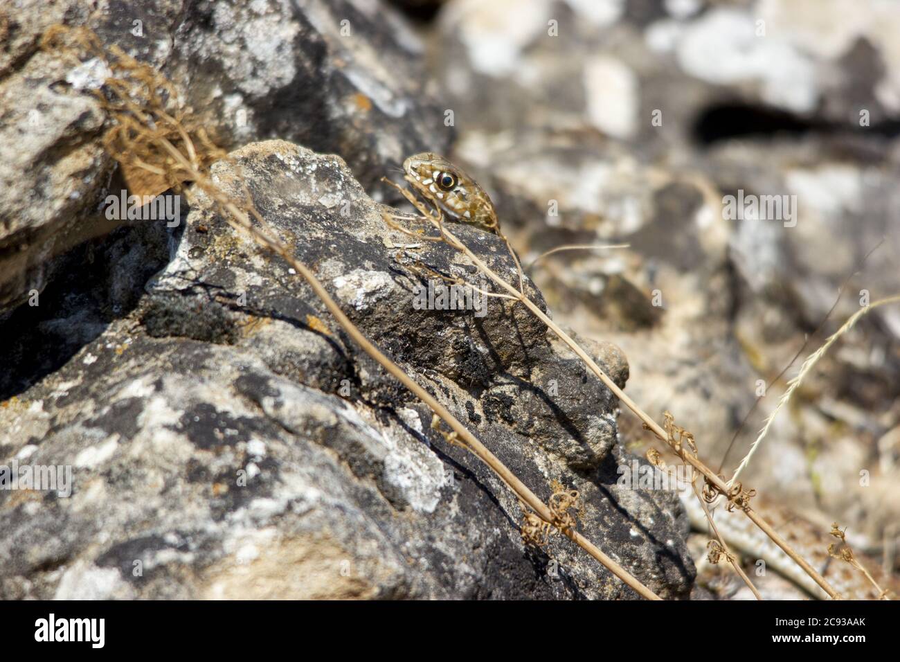 Closeup of a snake between the rocks captured during the daytime Stock ...