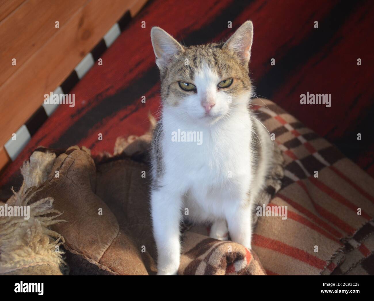 Cat is laying on coverlet Stock Photo