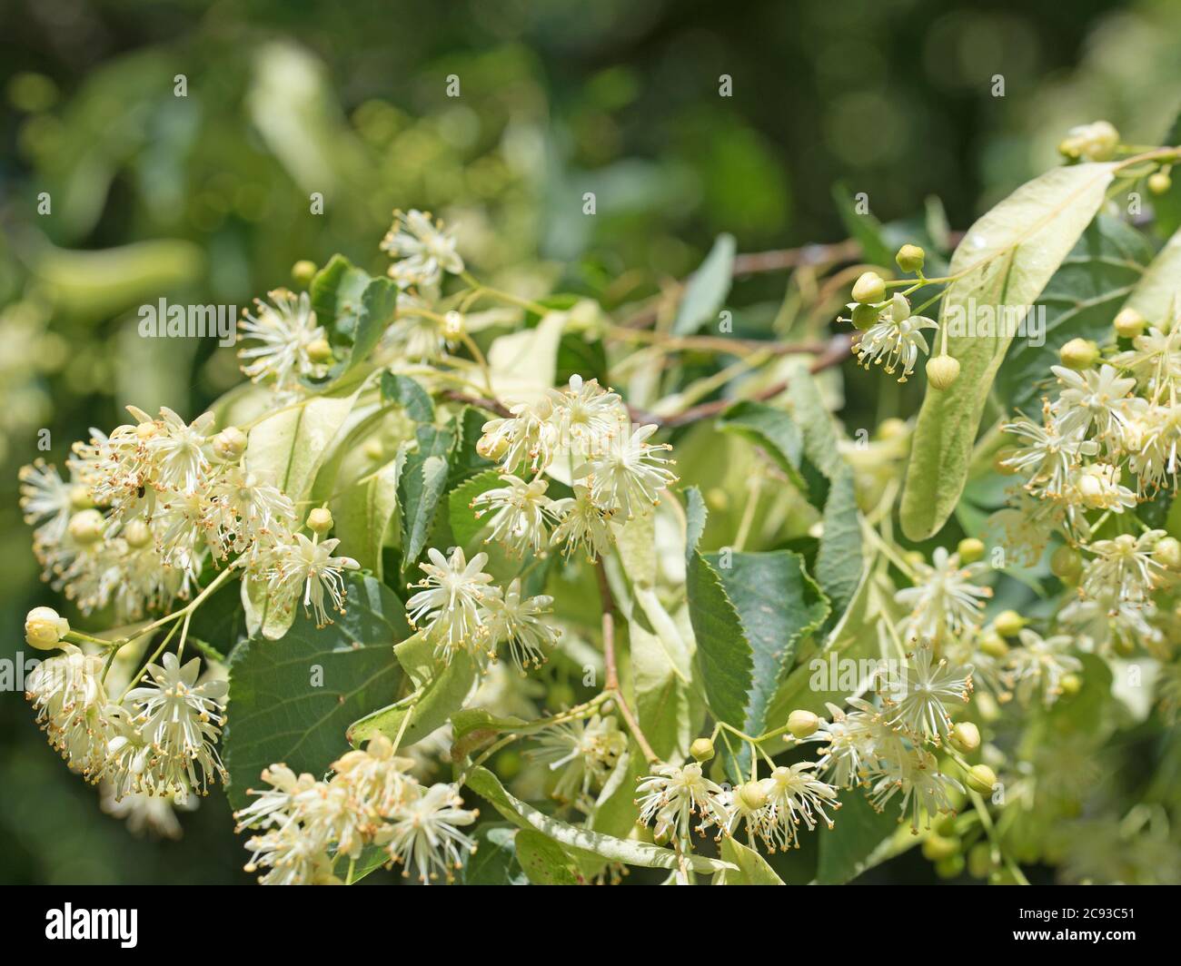 Linden flowers on the tree Stock Photo Alamy