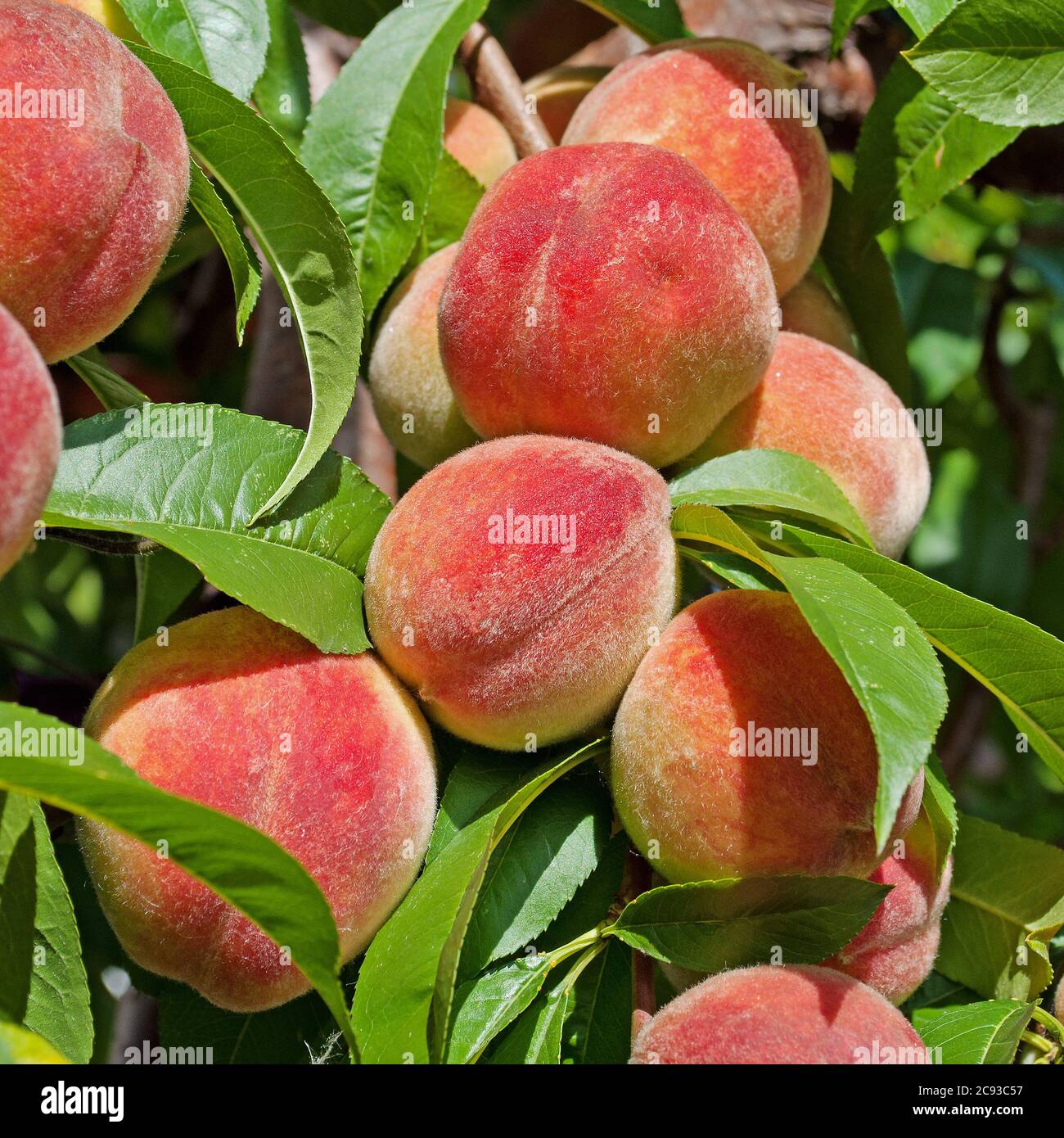 Ripe peaches, prunus persica, on the tree Stock Photo