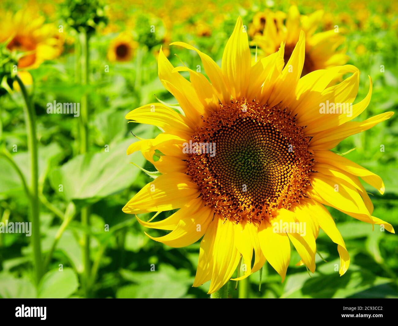 Bright and summer sunflower in the field close up Stock Photo - Alamy