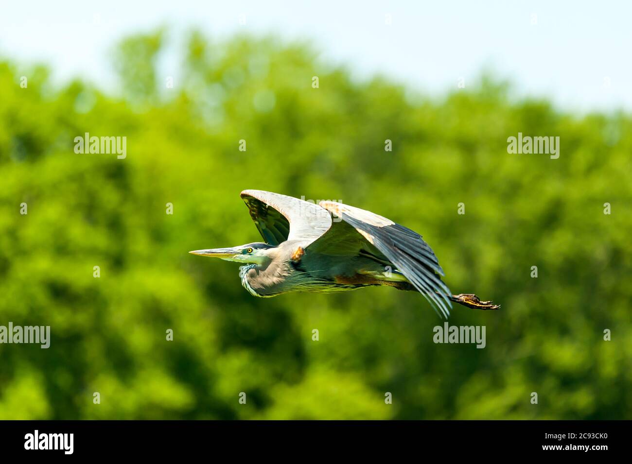 Closeup of a Great Blue Heron flying by the trees at Great Meadows National Wildlife Refuge in Concord, Massachusetts. Stock Photo