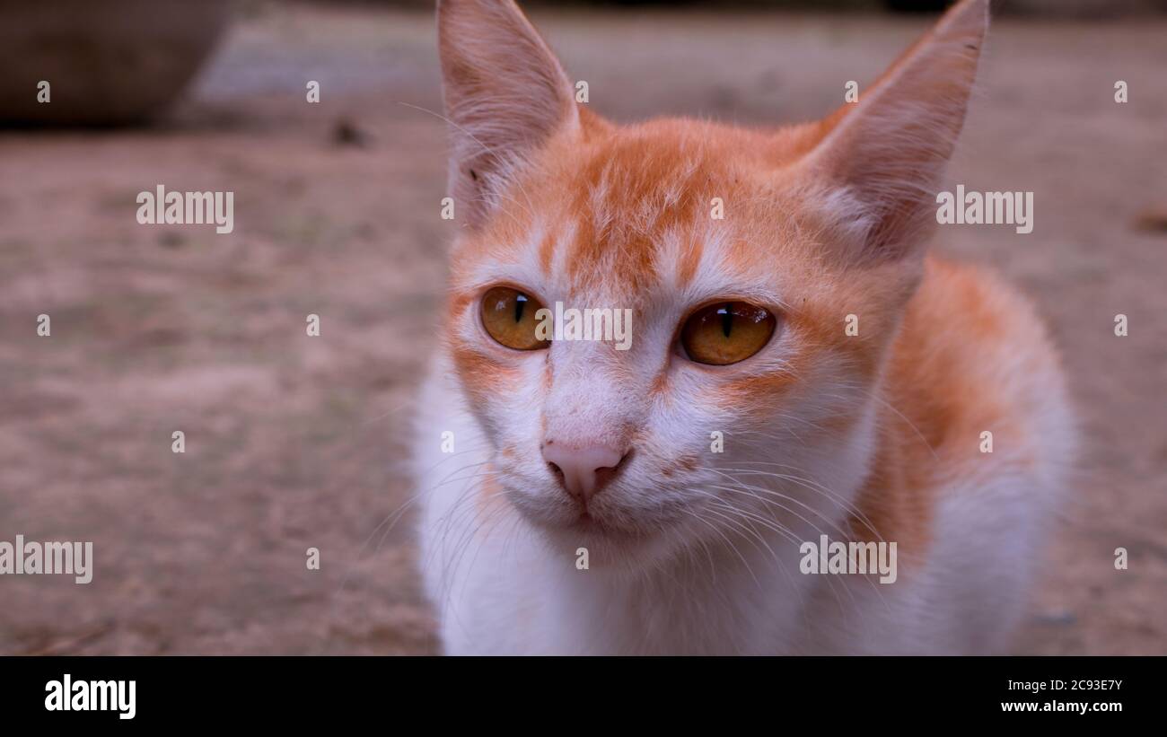 Bangladeshi animals hires stock photography and images Alamy