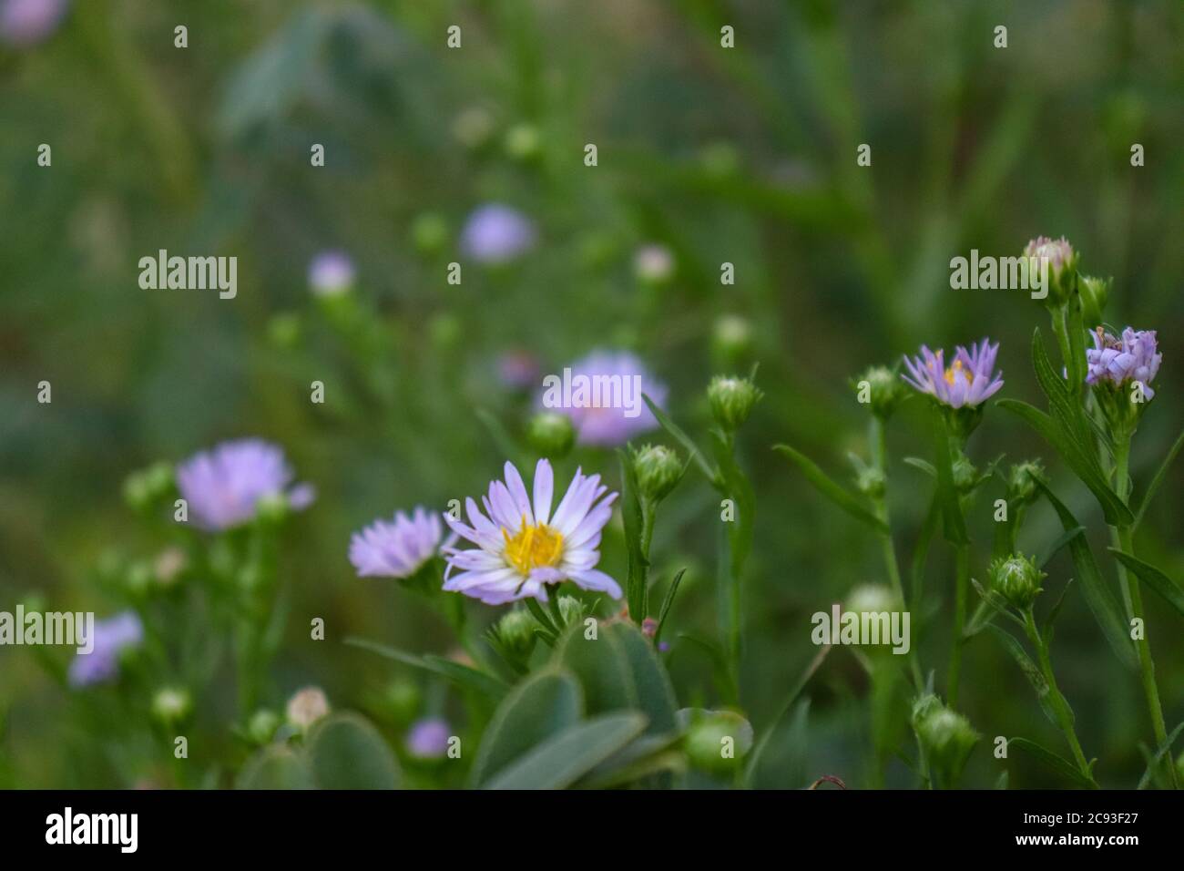 Show low wildflowers hi-res stock photography and images - Alamy