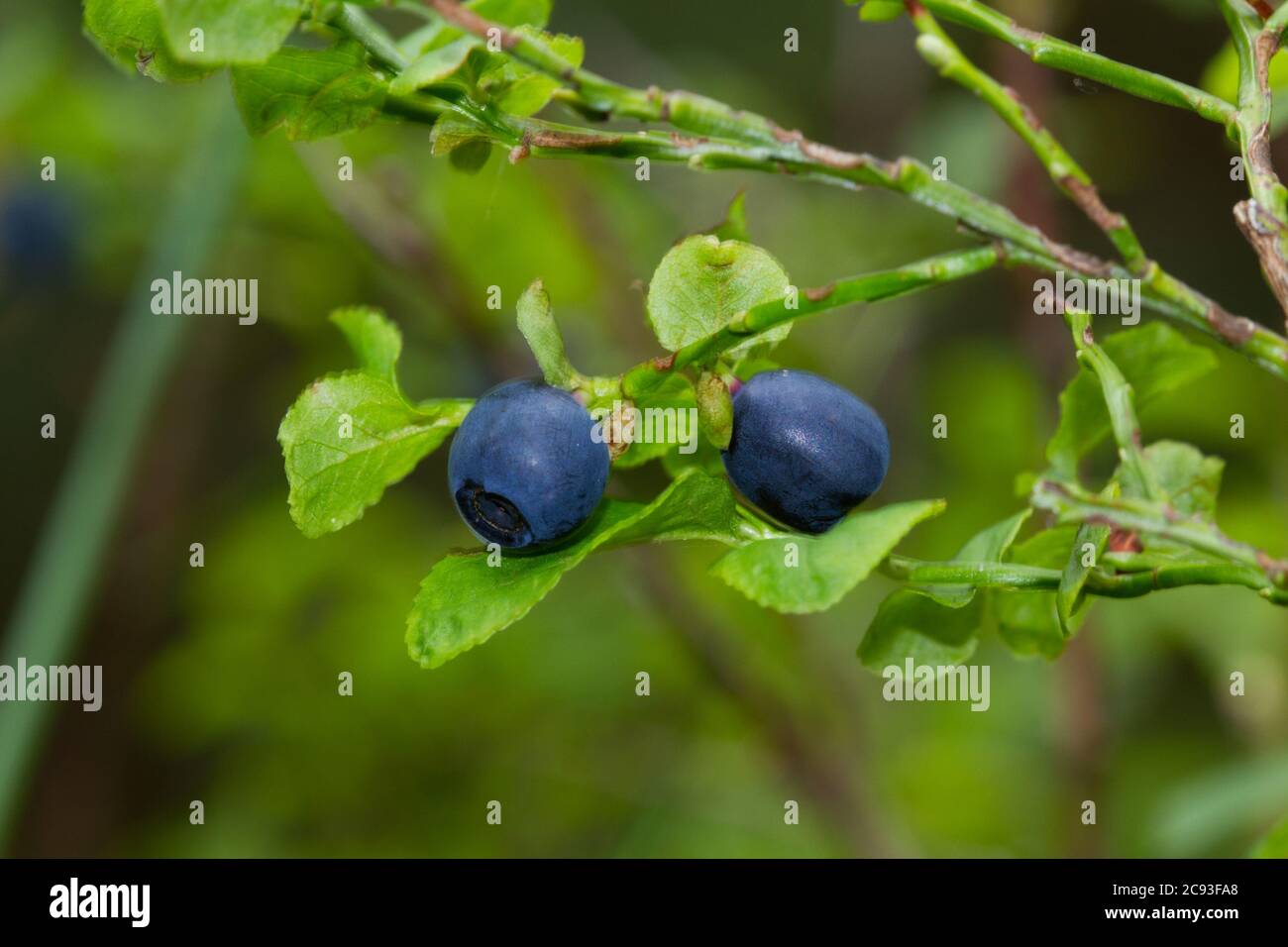 Close-up of two blue berries, the fruit of Bilberry Stock Photo