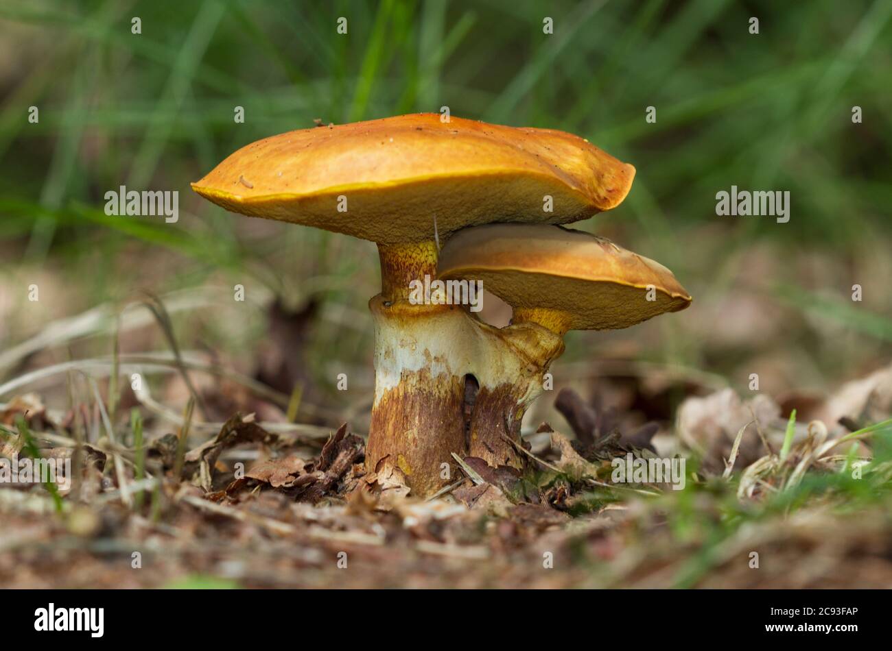Close-up of two intertwined mushrooms, Greville’s boletes Stock Photo