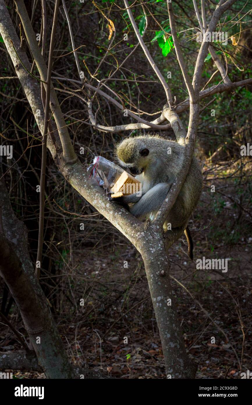 Hills biscuits hires stock photography and images Alamy