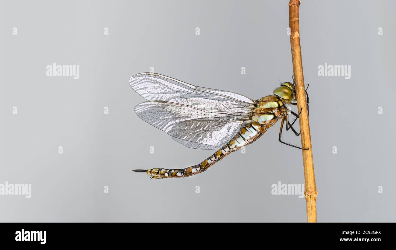 Hawker Insect Female migrant hawker dragonfly profile on twig isolated on gray ...