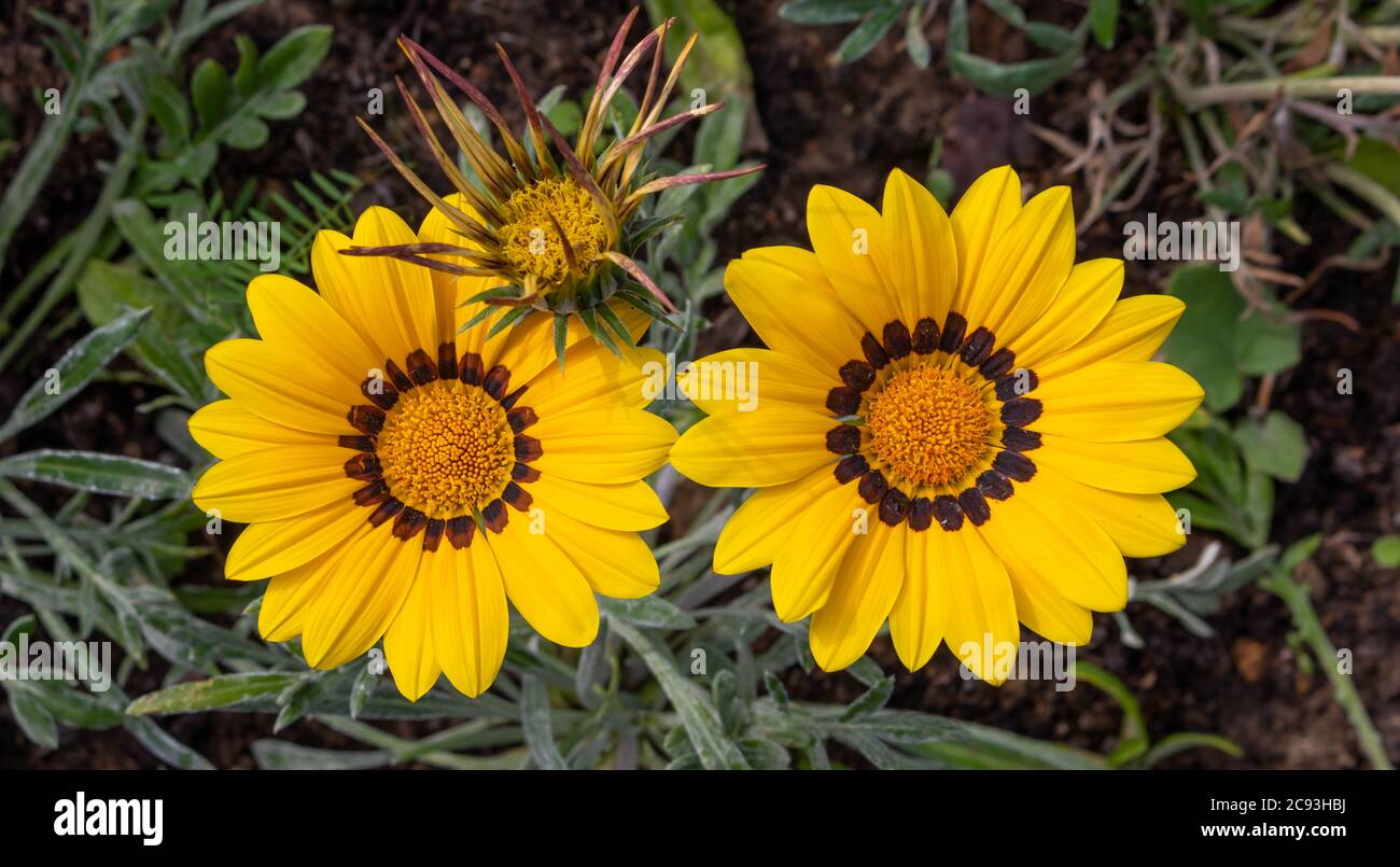 Close-up photo of two beautiful yellow garden flowers Gazania Gazania linearis in a flower bed in the Park. Stock Photo