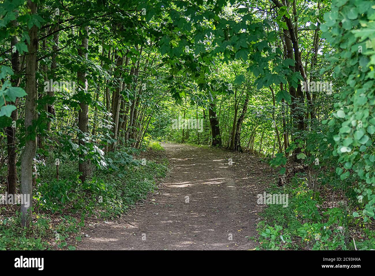 Shaded dirt path in the woods lined with different trees Stock Photo ...