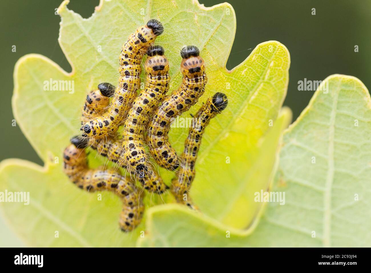 Yellow caterpillars with rows of black dots a black head and long fine hairs bunched in groups on the underside of leaves great white butterfly Stock Photo