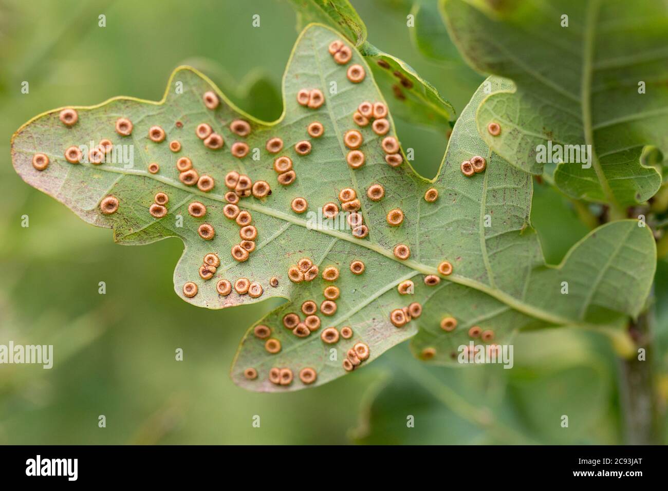 Eggs laid under leaf hi-res stock photography and images - Alamy