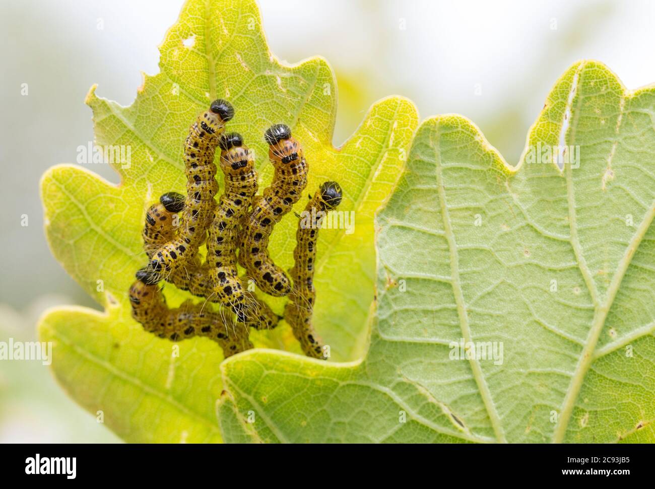 Yellow caterpillars with rows of black dots a black head and long fine hairs bunched in groups on the underside of leaves great white butterfly Stock Photo