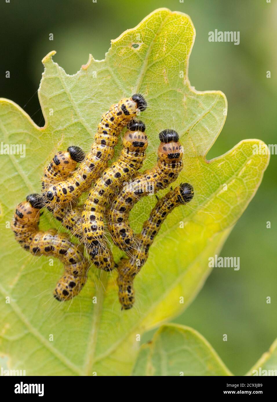 Yellow caterpillars with rows of black dots a black head and long fine hairs bunched in groups on the underside of leaves great white butterfly Stock Photo