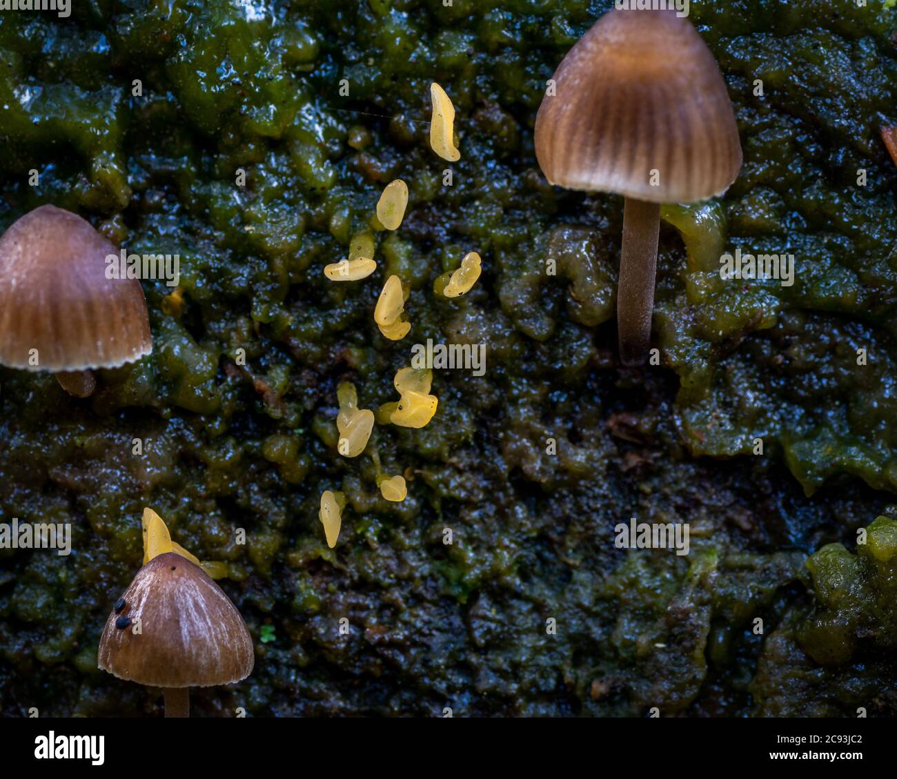 Very small mushroom, the field or moor club. Stock Photo