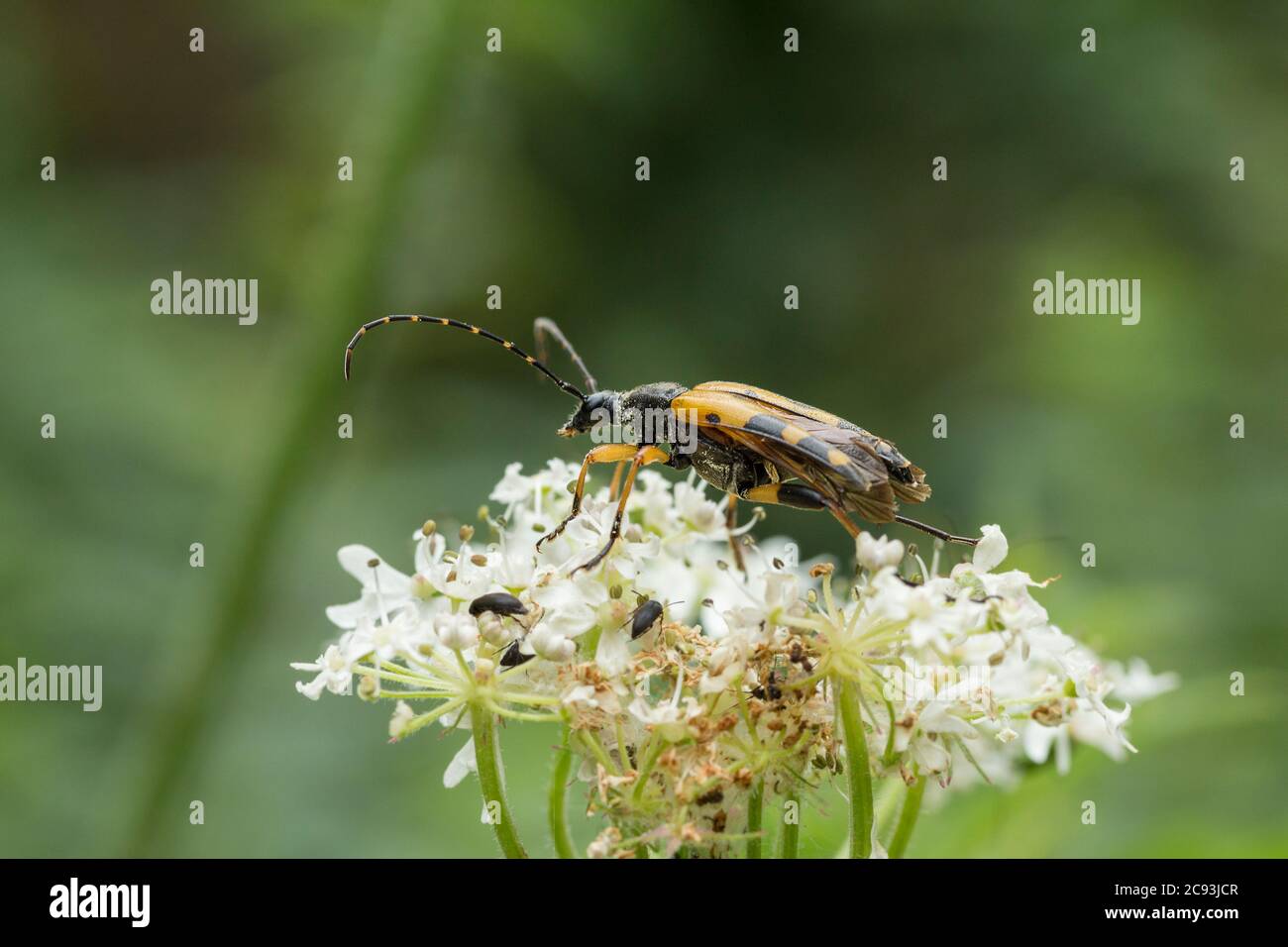 Longhorn beetle (Rutpela maculata) black and yellow woodland and hedgrow insect mimics wasp long black and yellow antennae black body yellow markings. Stock Photo