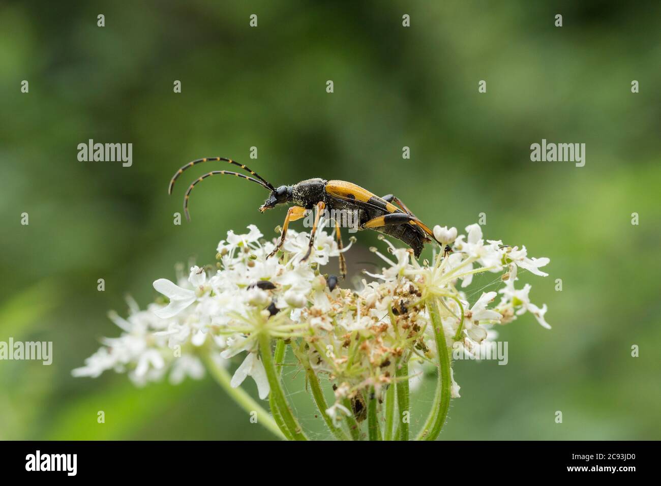 Longhorn beetle (Rutpela maculata) black and yellow woodland and hedgrow insect mimics wasp long black and yellow antennae black body yellow markings. Stock Photo
