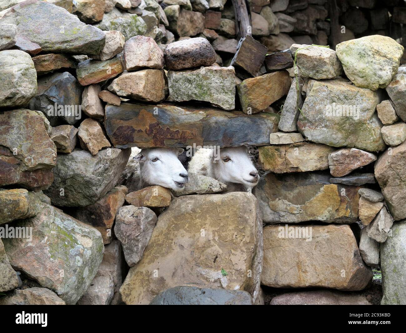 sheep trapped in a stone enclosure in Copacabana, Titicaca lake, border of Bolivia and Peru Stock Photo