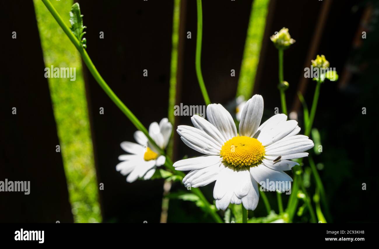 Daisies in the sun Stock Photo Alamy
