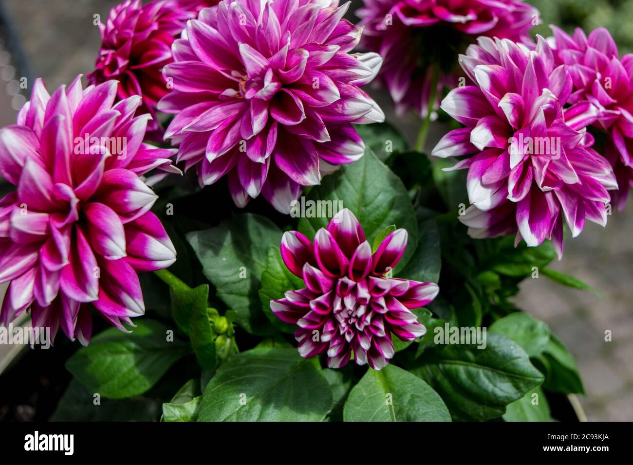 Dahlia in bloom Stock Photo Alamy