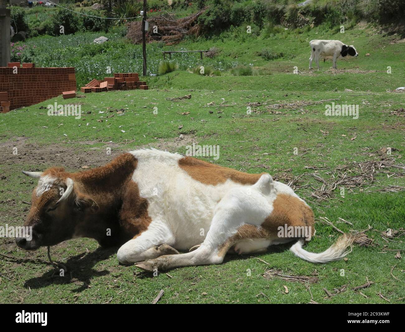 Cow in Copacabana, Titicaca lake, border of Bolivia and Peru Stock Photo