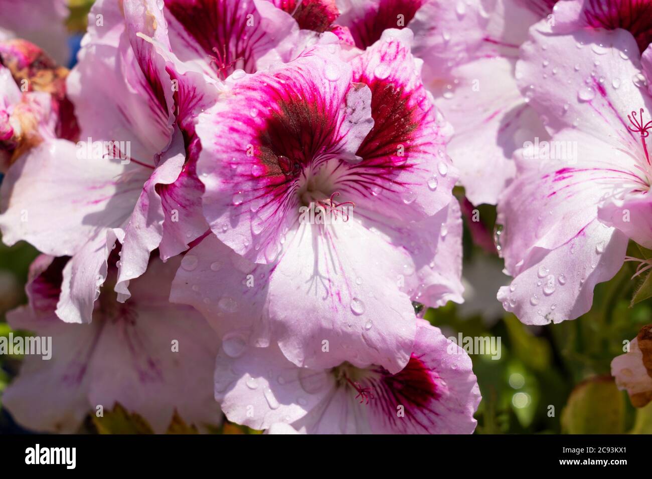 A closeup on pink Pelargonium Grandiflorum flowers - also Regal Pelargonium, English Pelargonium & large flowered Pelargonium from the geranium family Stock Photo