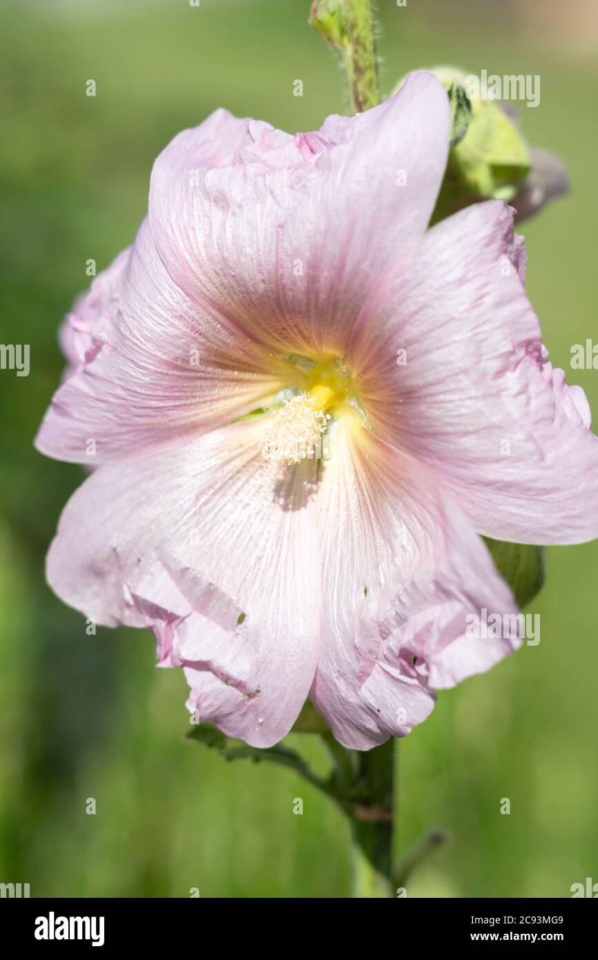 A soft pink Hollyhock (Alcea rosea) growing in an Austrian garden. The common hollyhock is an ornamental plant in the family Malvaceae Stock Photo