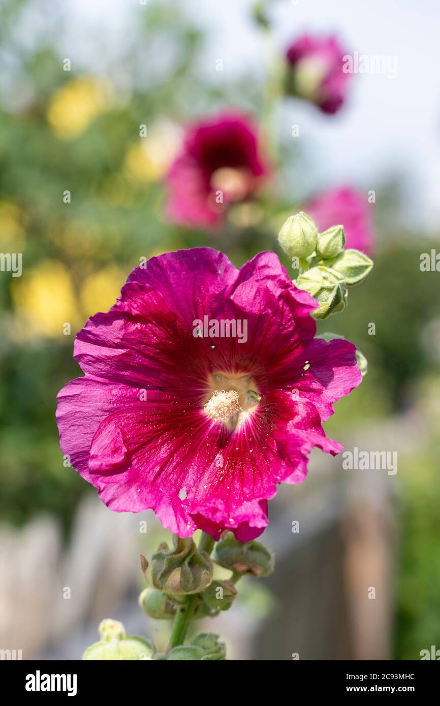 A dark pink / magenta (Alcea rosea) flower in a a garden in Austria. The common hollyhock is an ornamental plant in the family Malvaceae Stock Photo