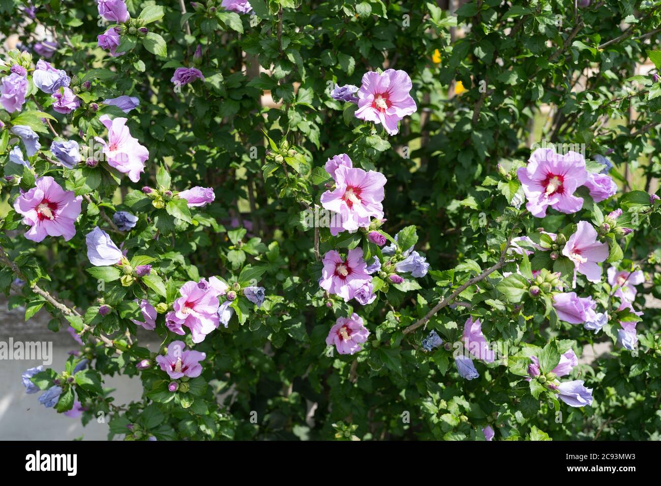 Hibiscus Syriacus L. (Rose of Shannon) bush or shrub in a garden in Austria with trumpet shaped pink flowers with dark red centres Stock Photo