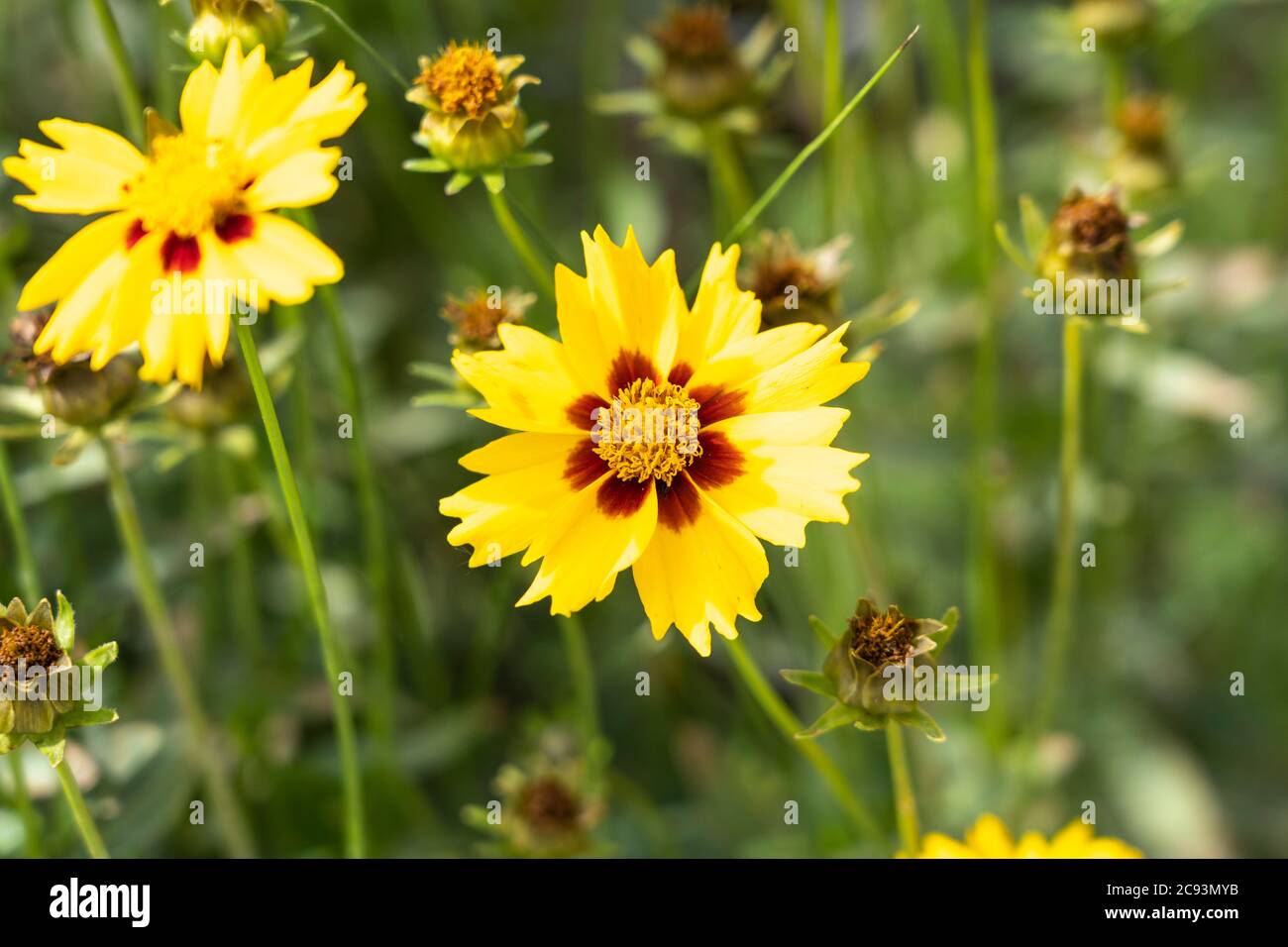 Coreopsis lanceolata 'Sterntaler' (Lance-leaved coreopsis), is a species of Tickseed in the sunflower family. Often now seen as an invasive species Stock Photo
