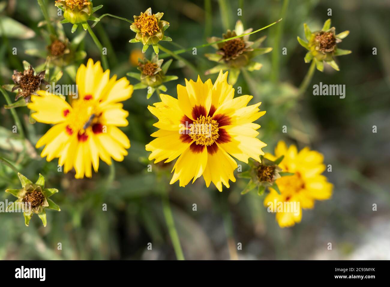 Coreopsis lanceolata 'Sterntaler' (Lance-leaved coreopsis), is a species of Tickseed in the sunflower family. Often now seen as an invasive species Stock Photo