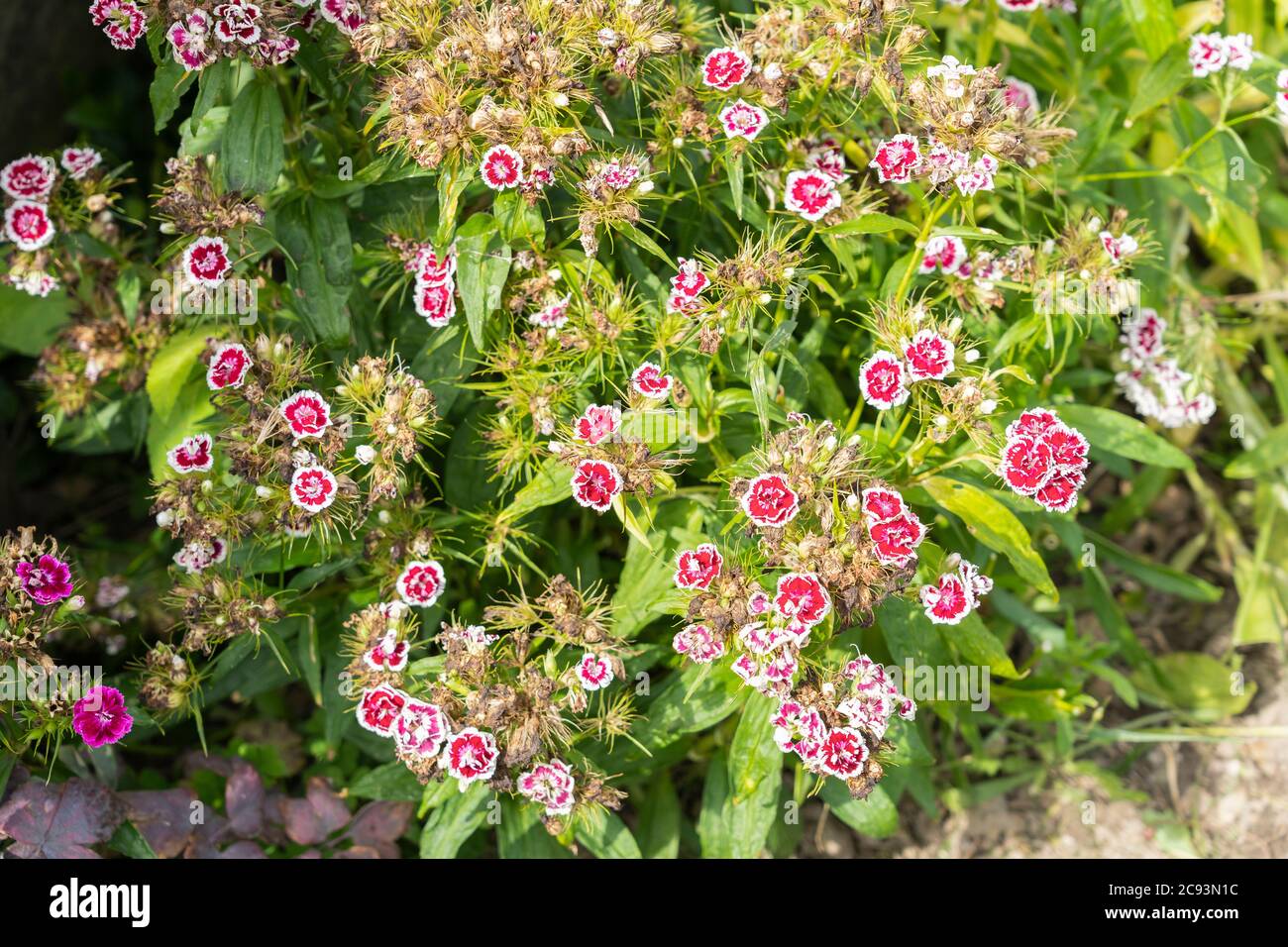 Dianthus barbatus, the sweet William, with pink and white variegated flowers, growing in a garden in Austria. Stock Photo