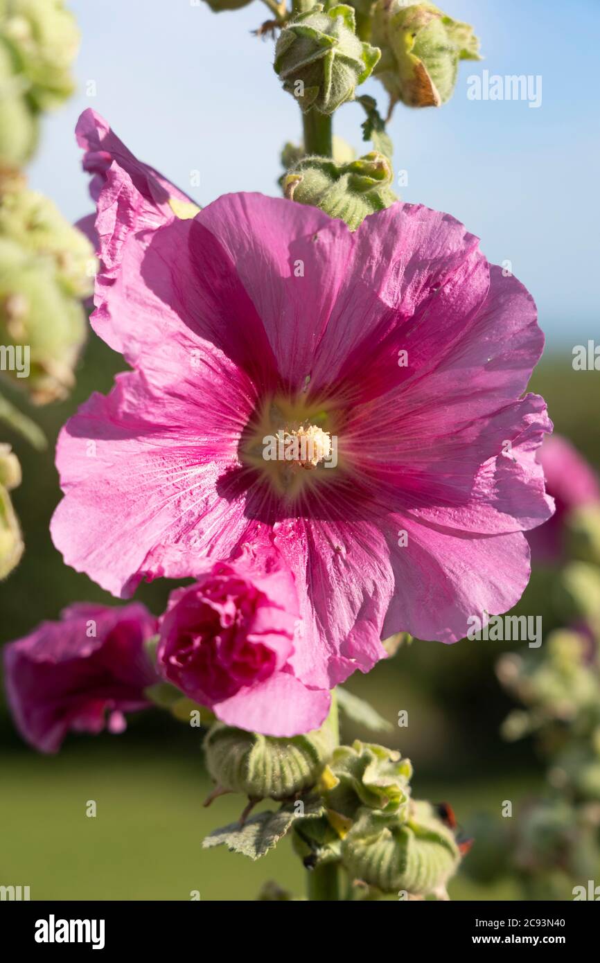A dark pink / magenta (Alcea rosea) flower in a garden in Austria. The common hollyhock is an ornamental plant in the family Malvaceae Stock Photo