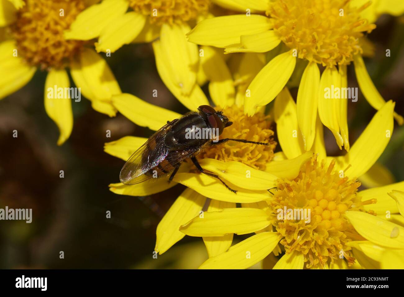Fly Stomorhina lunata, family Blow-flies (Calliphoridae) on flowers of ragwort (Senecio jacobaea), family Asteraceae or Compositae. Summer, Holland Stock Photo