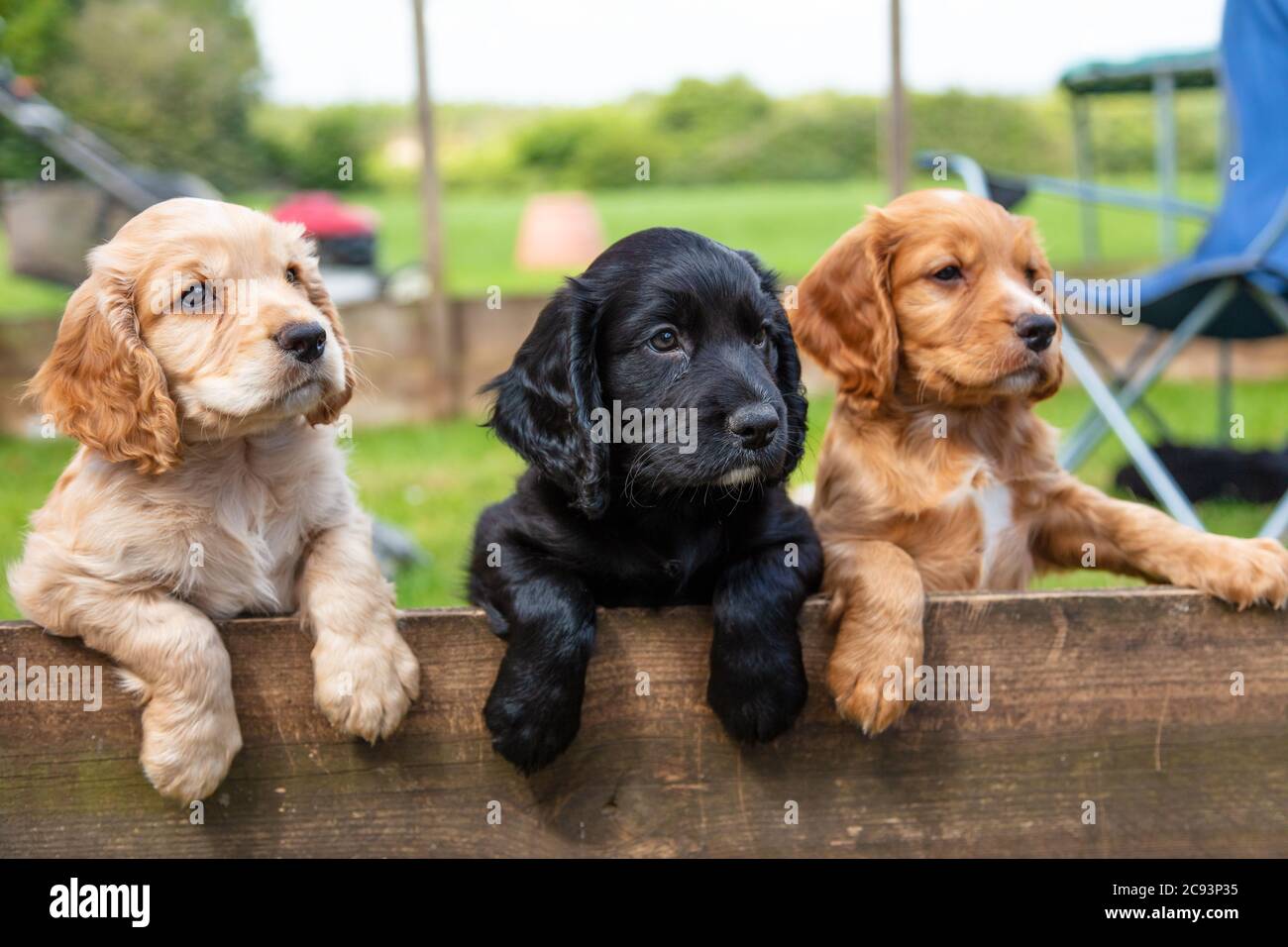 Three cute black and brown puppy dogs together leaning on a wooden fence outside Stock Photo
